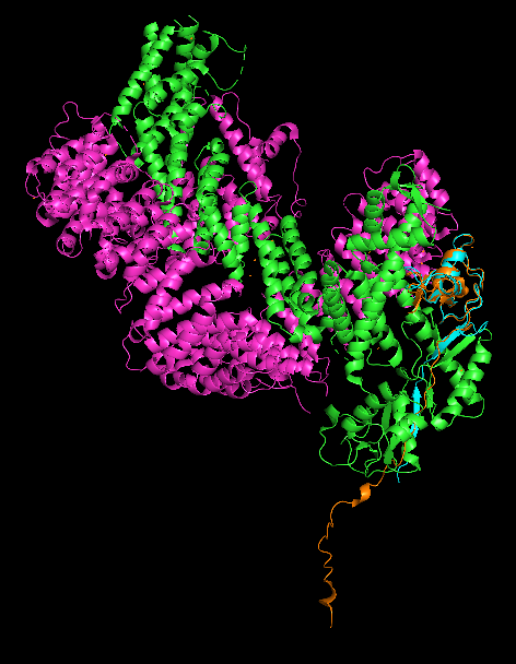 CUL2/RBX1 complex aligned with RBX1 AlphaFold structure