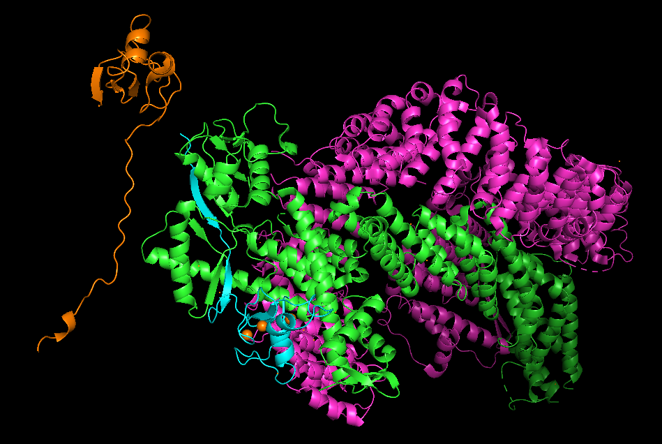 CUL2/RBX1 complex + RBX1 AlphaFold structure